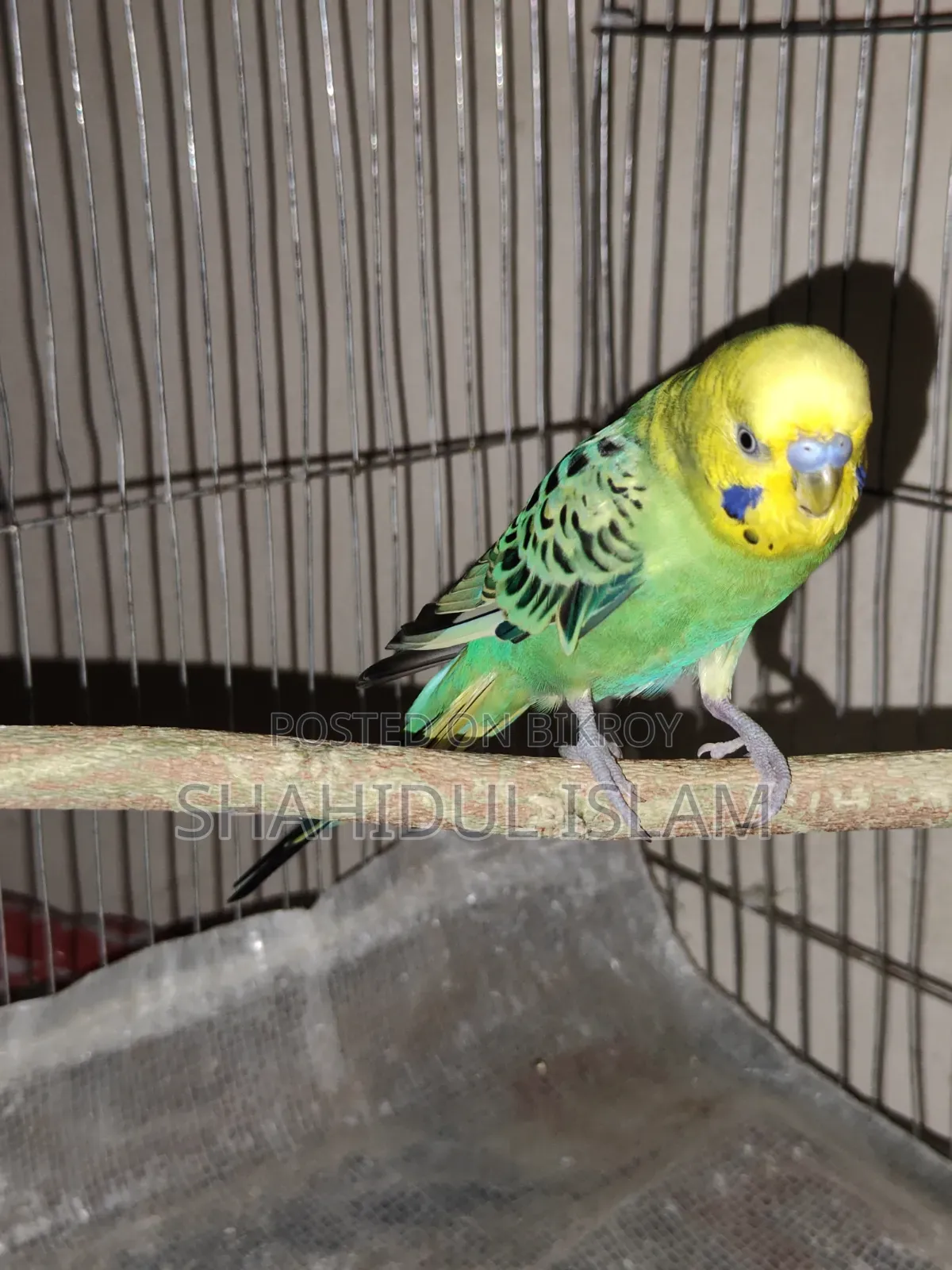 3 Classic Budgerigars and 1 Lutino (Red Eye)