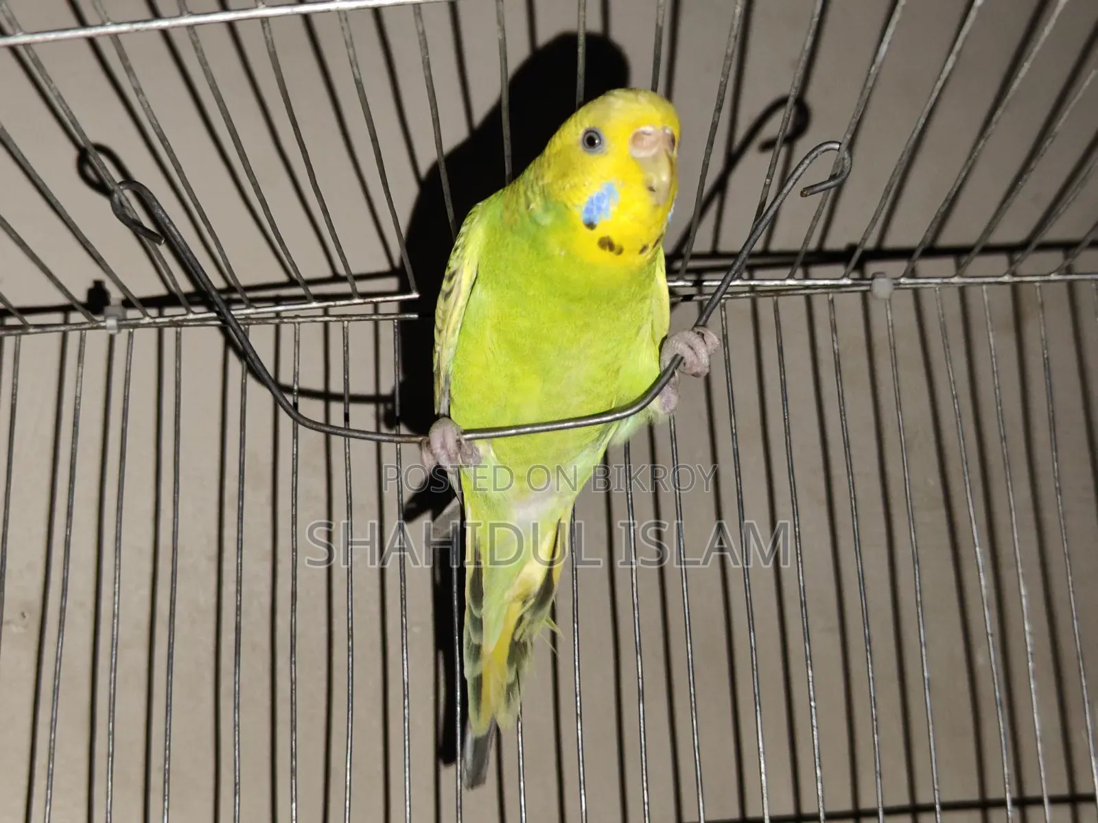 3 Classic Budgerigars and 1 Lutino (Red Eye)