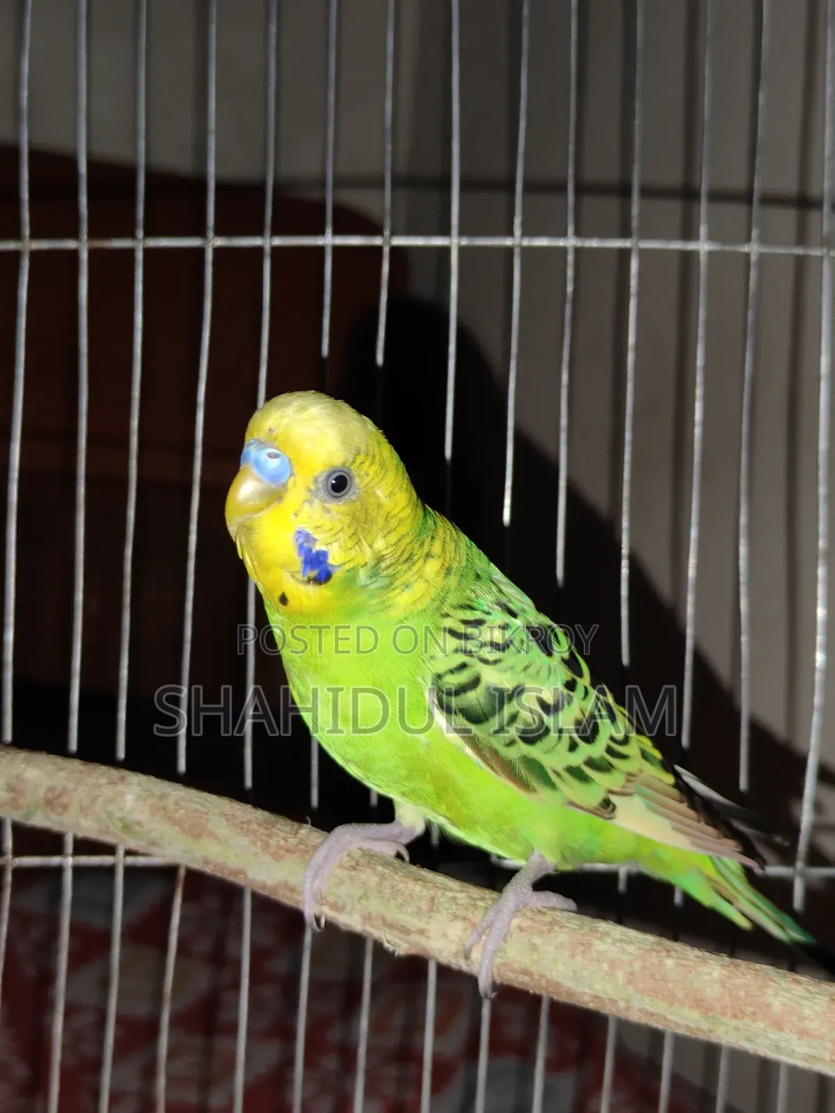 3 Classic Budgerigars and 1 Lutino (Red Eye)