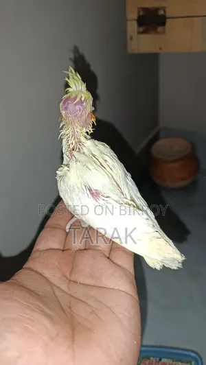Lutino Cockatiel Hand Feeding Baby
