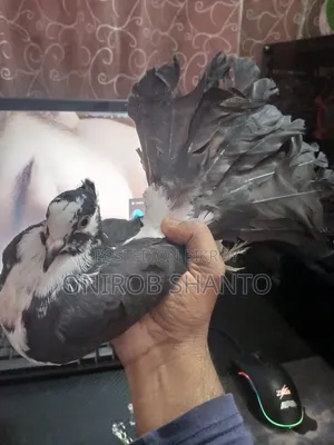 ১ পিছ লক্ষ্যা কবুতর