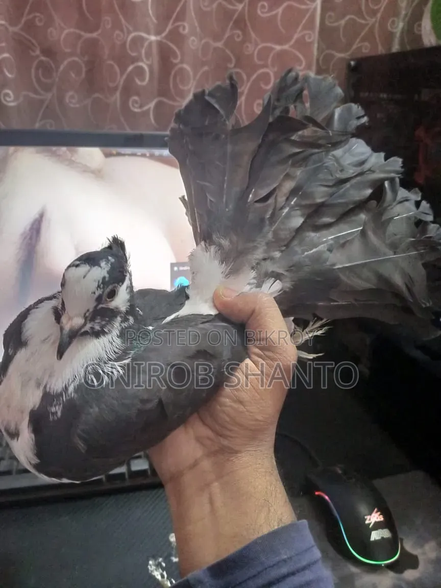 ১ পিছ লক্ষ্যা কবুতর