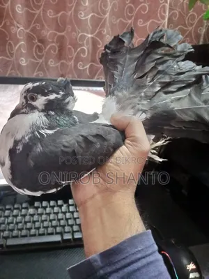 ১ পিছ লক্ষ্যা কবুতর