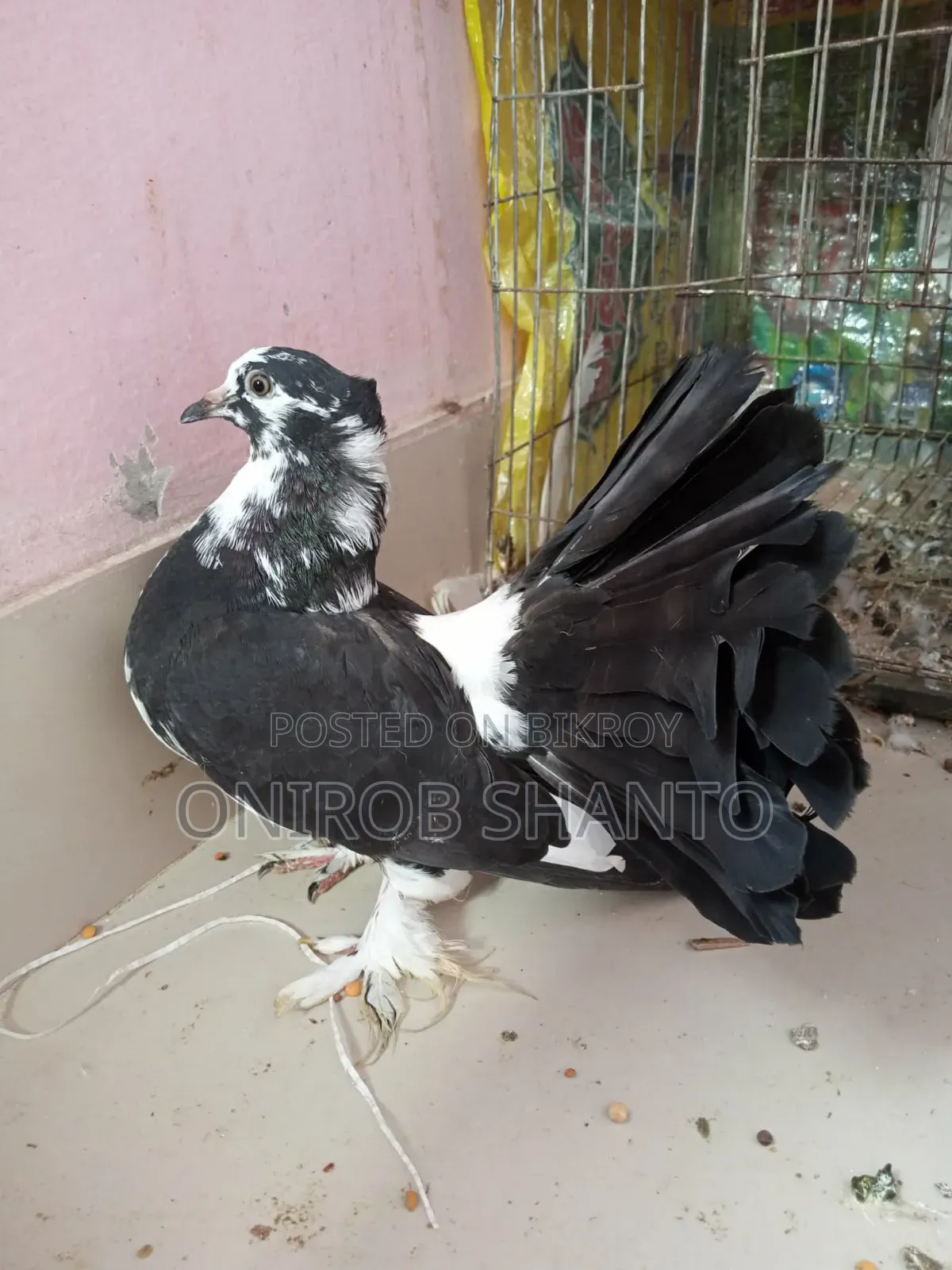 ১ পিছ লক্ষ্যা কবুতর