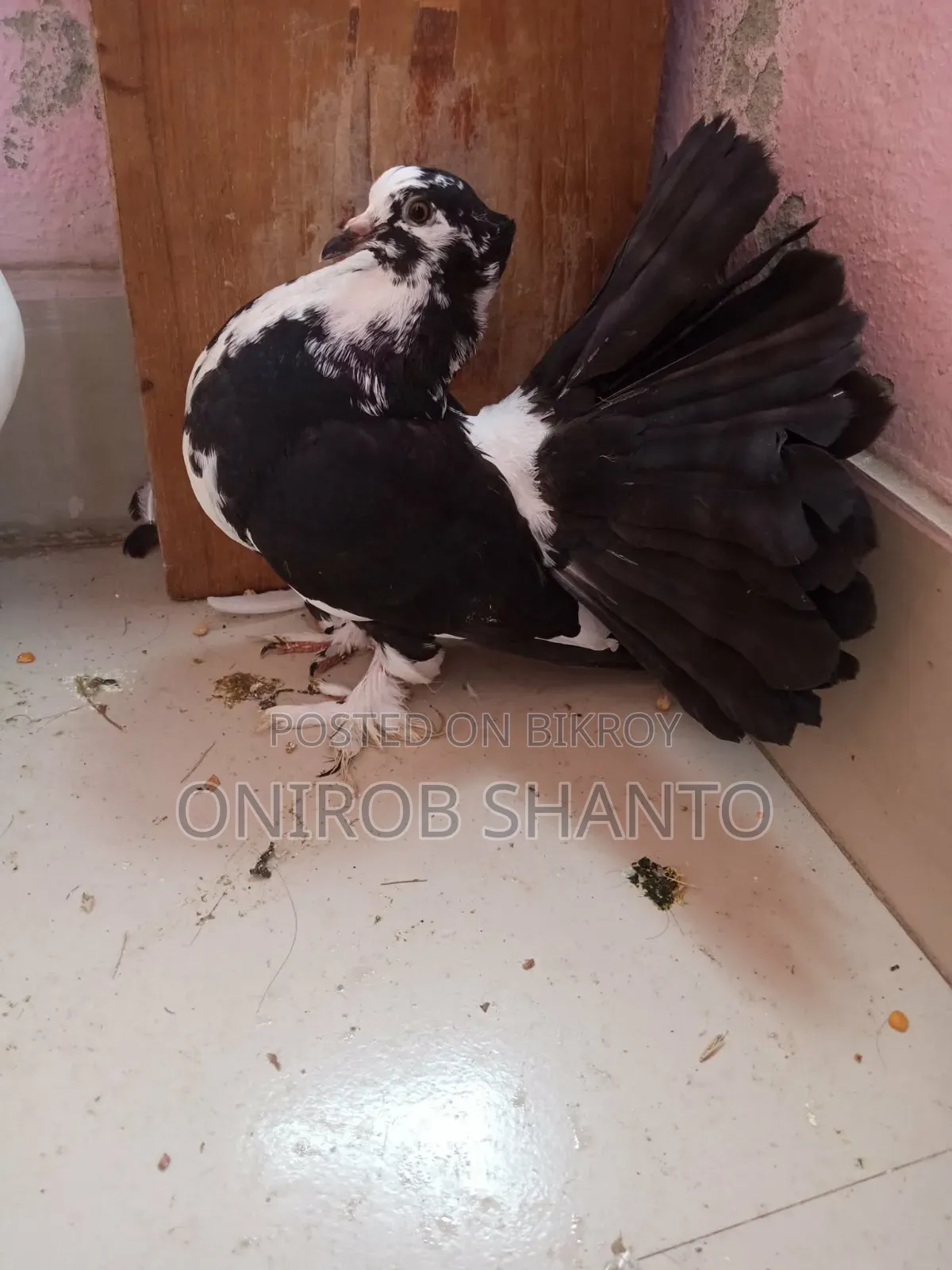 ১ পিছ লক্ষ্যা কবুতর