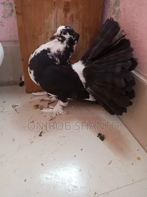 ১ পিছ লক্ষ্যা কবুতর