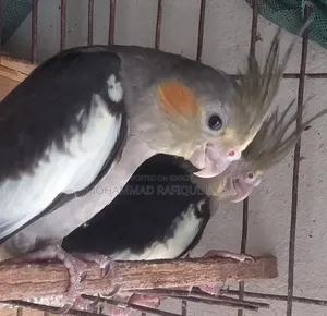Grey Fawn Pied Cockatiel