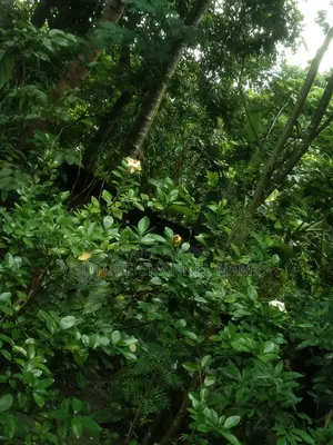 Gondharaj Flower. Let me know if you need it.