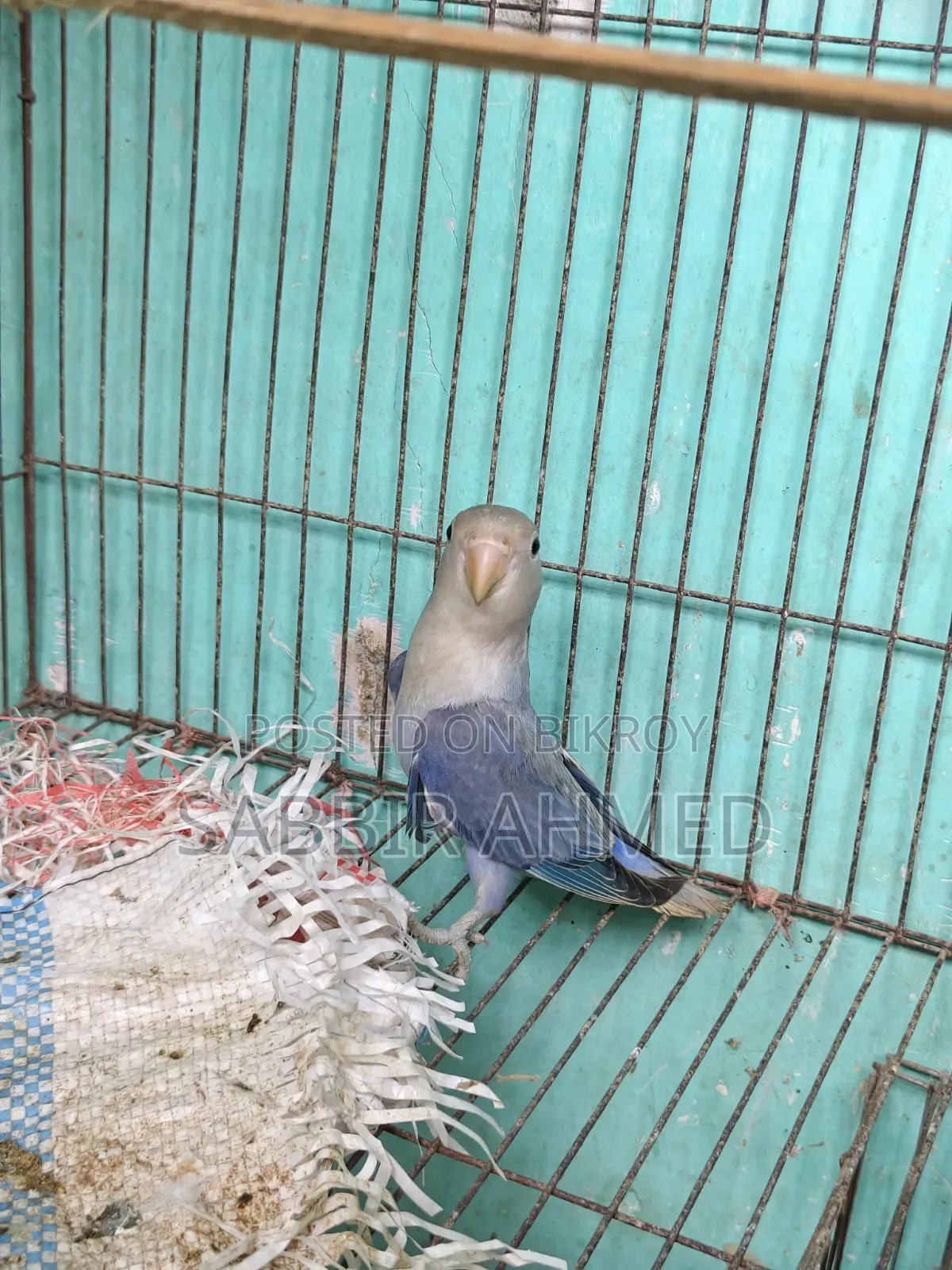 White Face Violet Opaline