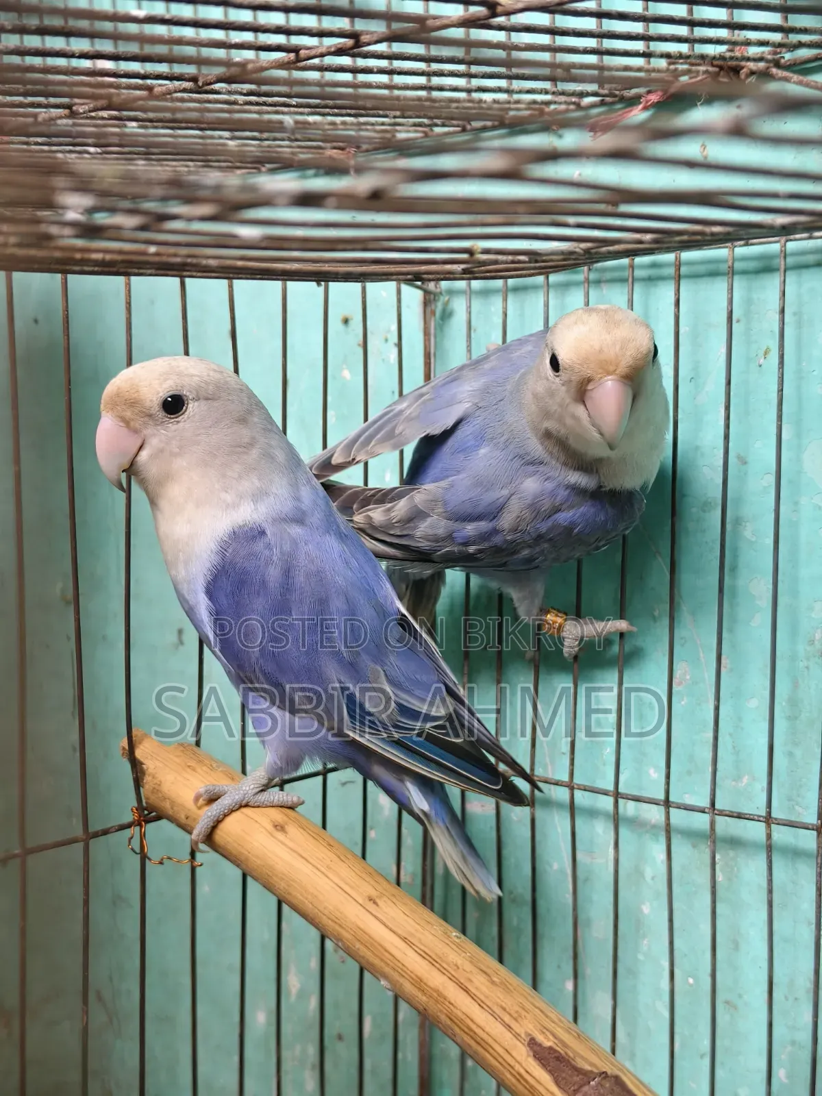 White Face Violet Opaline