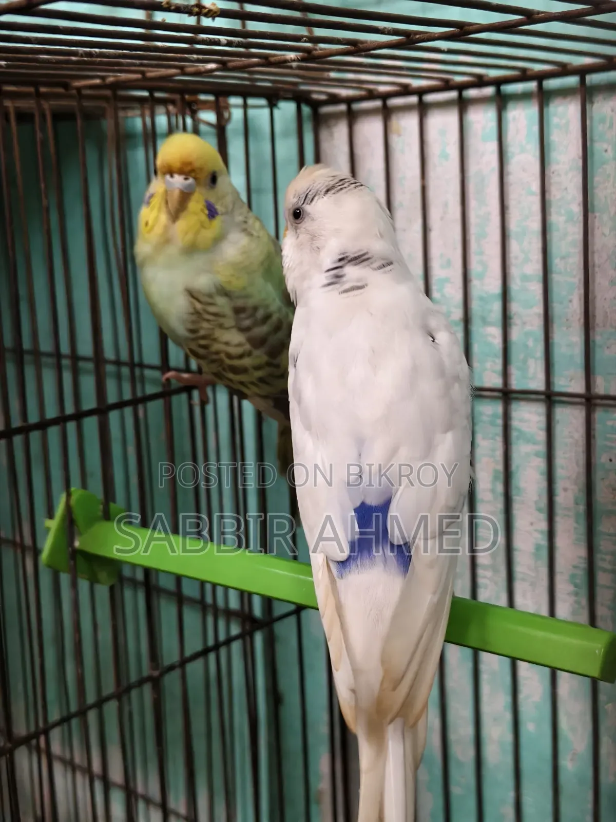 White Face Violet Opaline