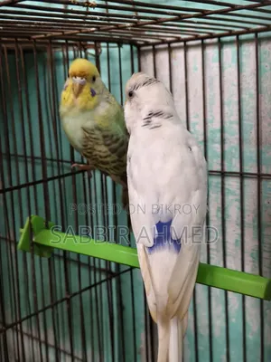 White Face Violet Opaline