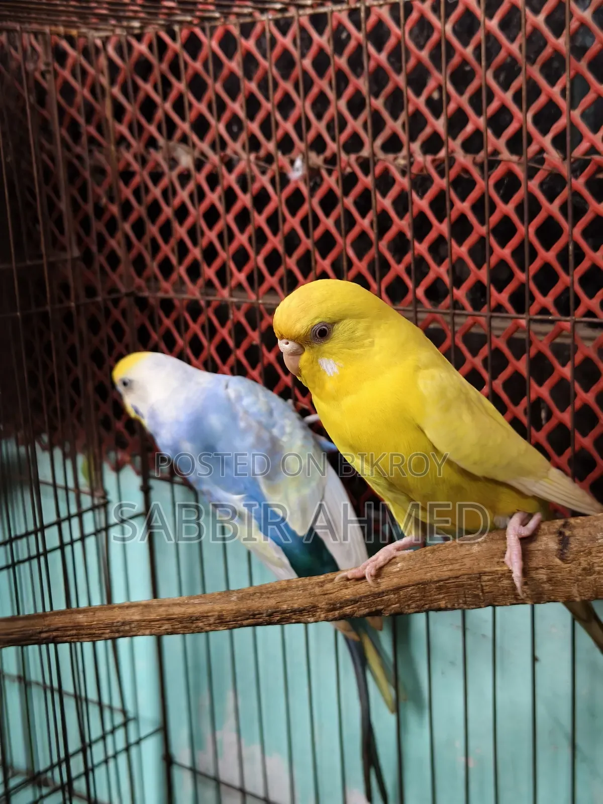 White Face Violet Opaline