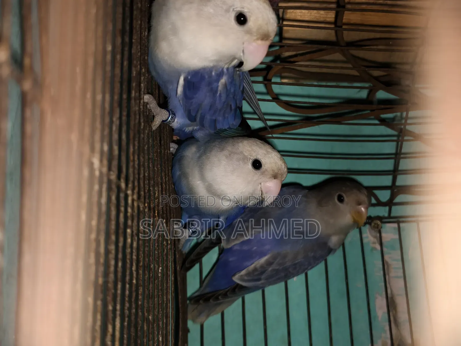 White Face Violet Opaline