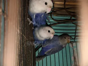White Face Violet Opaline