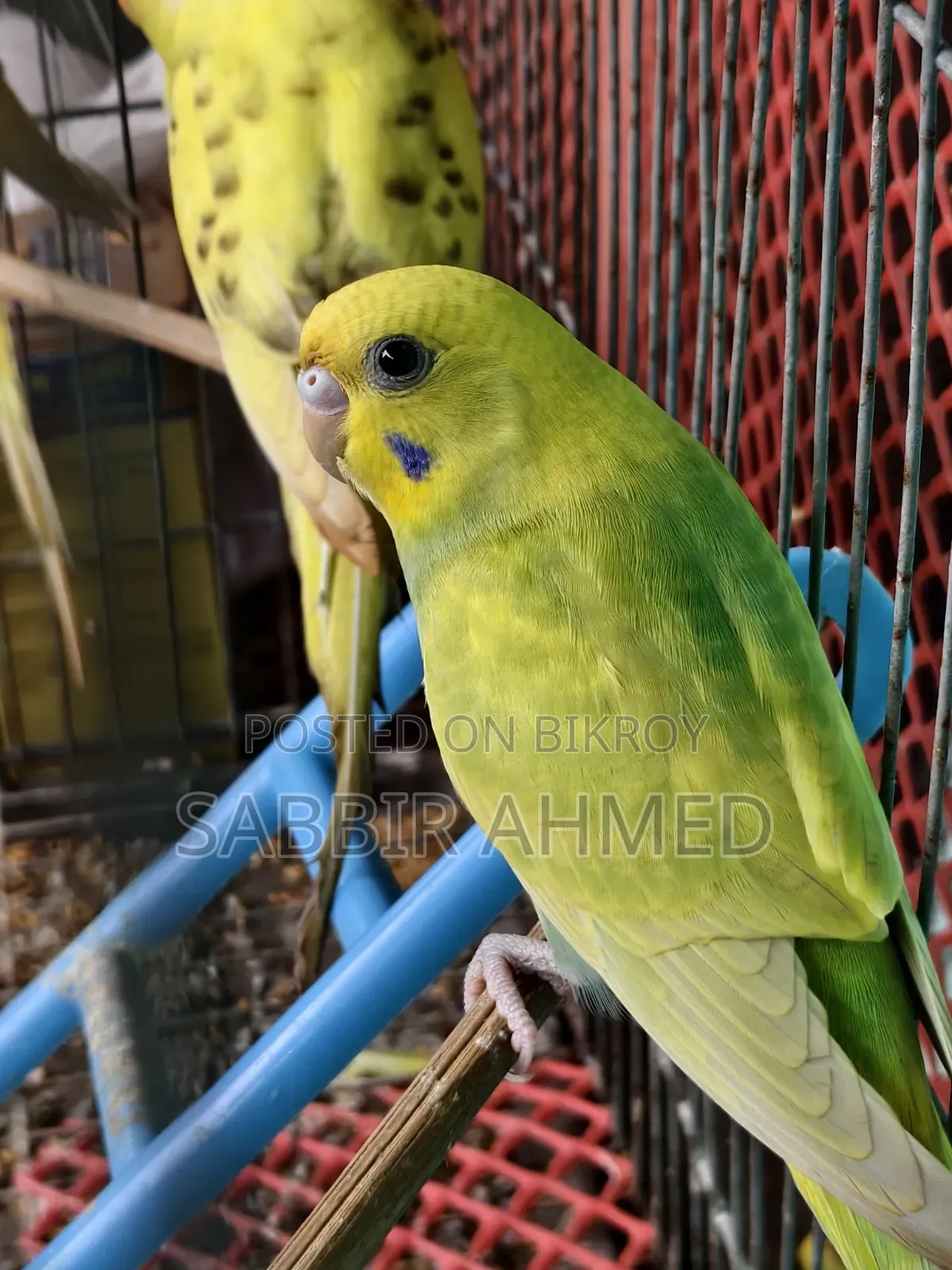 White Face Violet Opaline