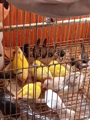 Running Prince Bird