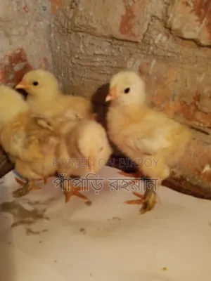 Brahma Chick 15 Days Old