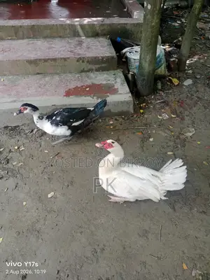 চীনার হাঁস