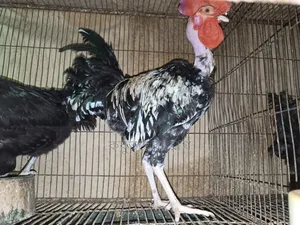 দেশি গলা ছিলাম মুরগি