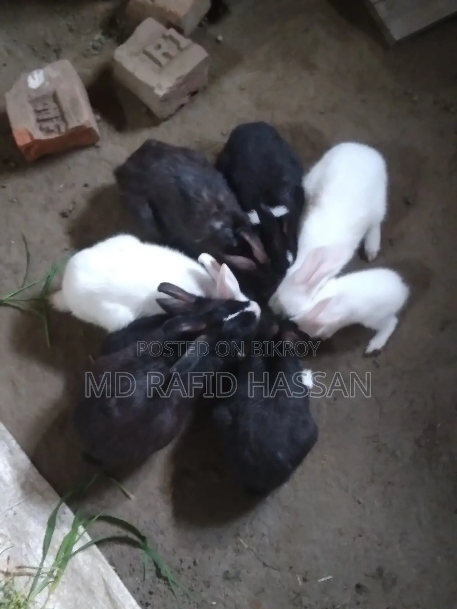 ৪টা খরগোশ বিক্রি হবে