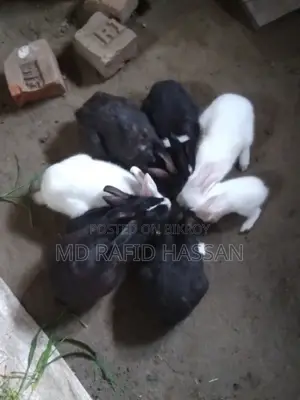 ৪টা খরগোশ বিক্রি হবে