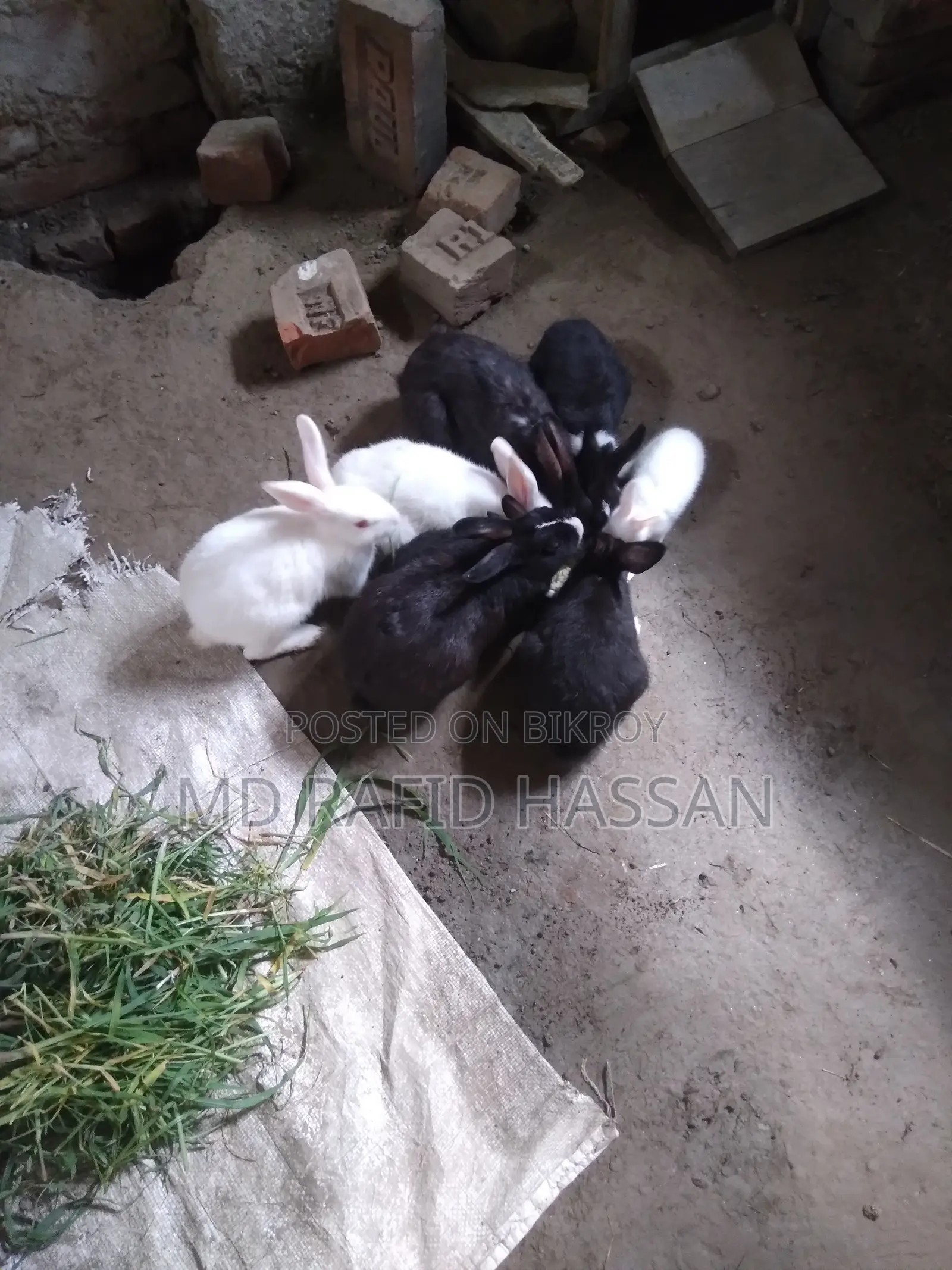৪টা খরগোশ বিক্রি হবে