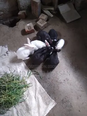 ৪টা খরগোশ বিক্রি হবে