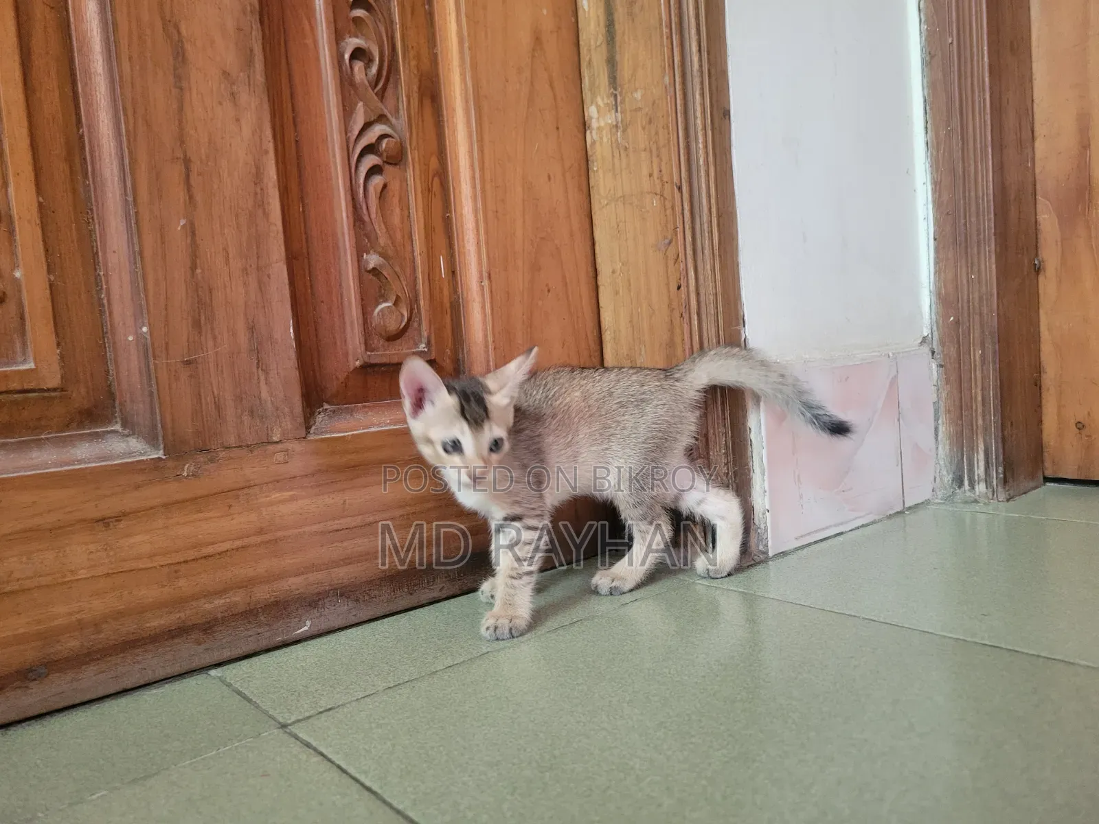 1-3 Months Female Mixed Breed Bengal