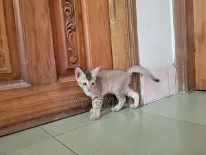 1-3 Months Female Mixed Breed Bengal