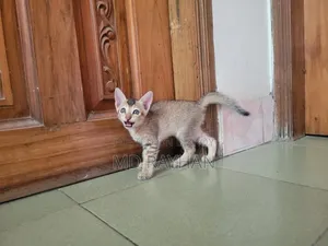 1-3 Months Female Mixed Breed Bengal