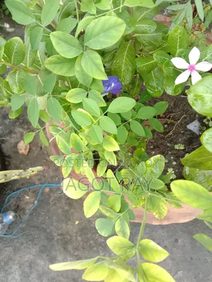Aparajita Flower Bonsai
