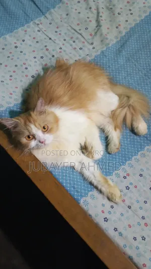 ৬-১২ মাসের ফিমেল পিউরব্রেড পার্সিয়ান