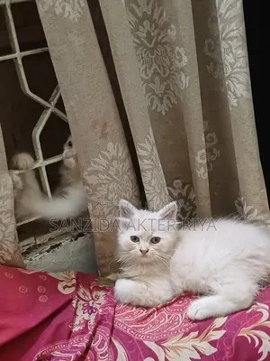 1-3 Months Male Purebred Persian Cat
