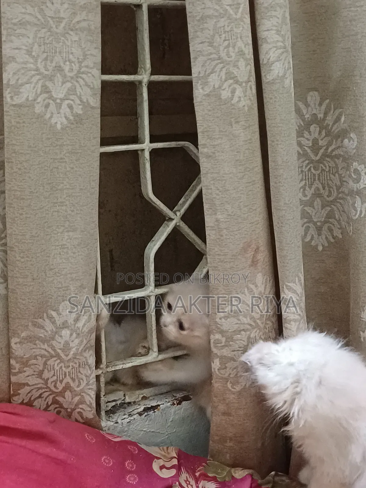 1-3 Months Male Purebred Persian Cat