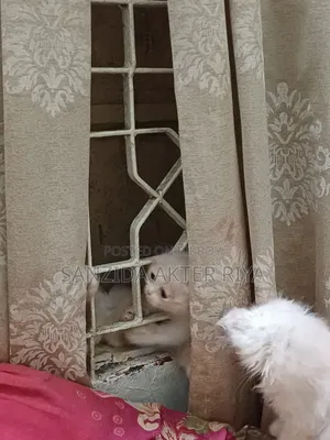 1-3 Months Male Purebred Persian Cat