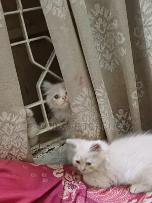 1-3 Months Male Purebred Persian Cat
