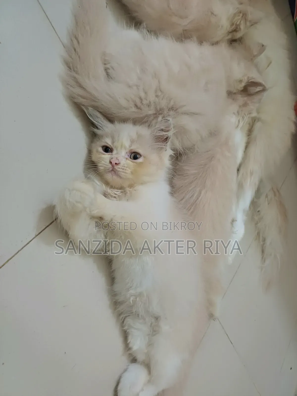 1-3 Months Female Purebred Persian Cat