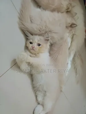 1-3 Months Female Purebred Persian Cat