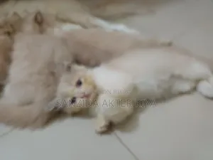 1-3 Months Female Purebred Persian Cat