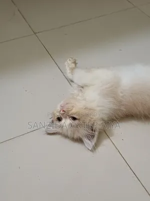 1-3 Months Female Purebred Persian Cat