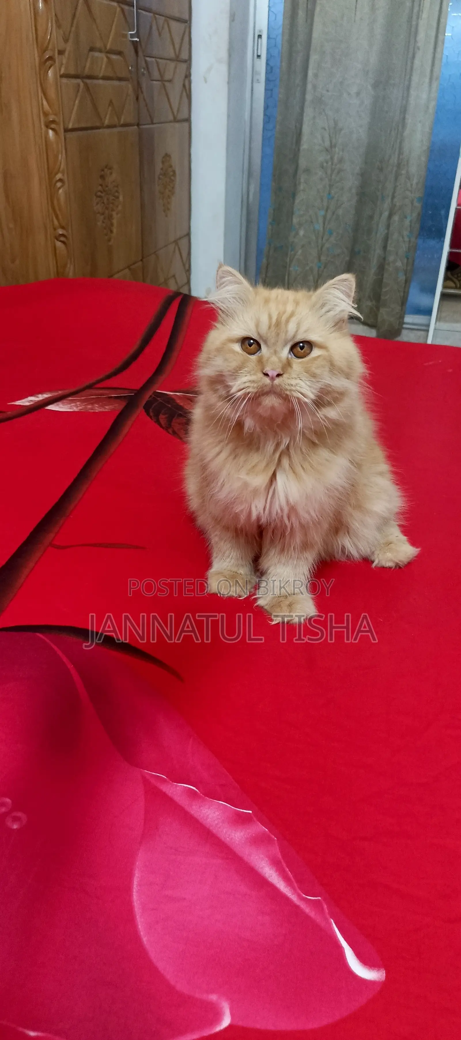 6-12 Months Male Purebred Persian