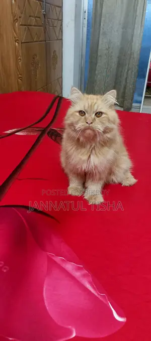 6-12 Months Male Purebred Persian