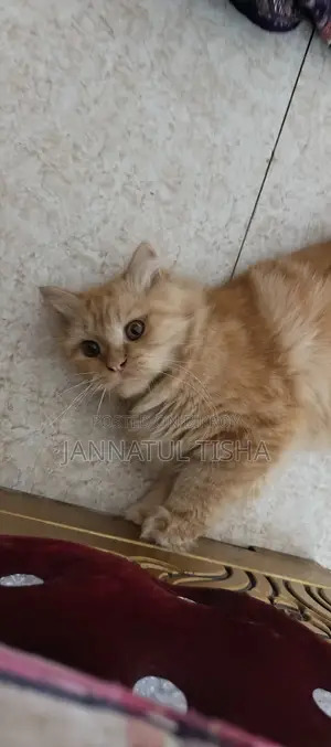 6-12 Months Male Purebred Persian