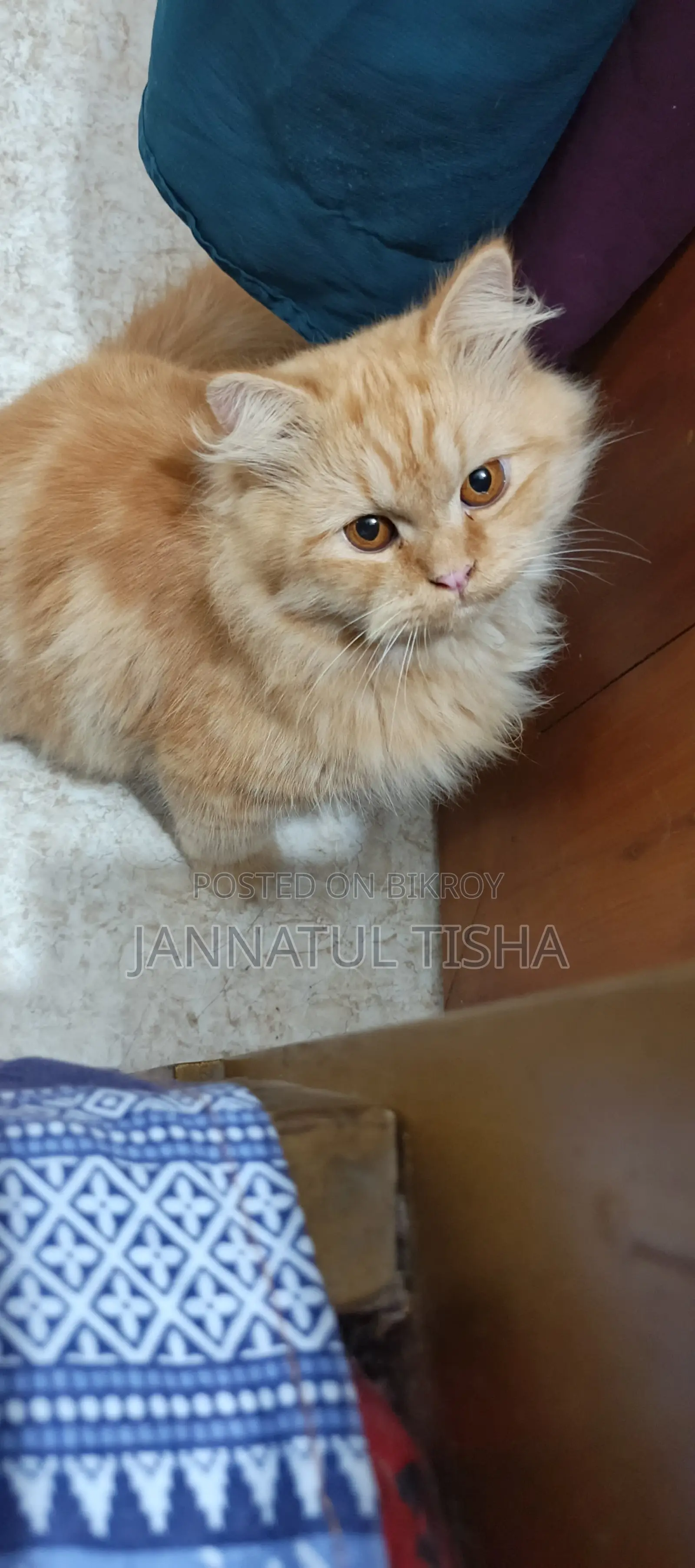 6-12 Months Male Purebred Persian