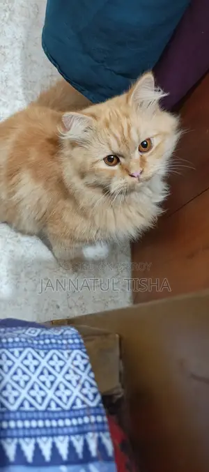 6-12 Months Male Purebred Persian