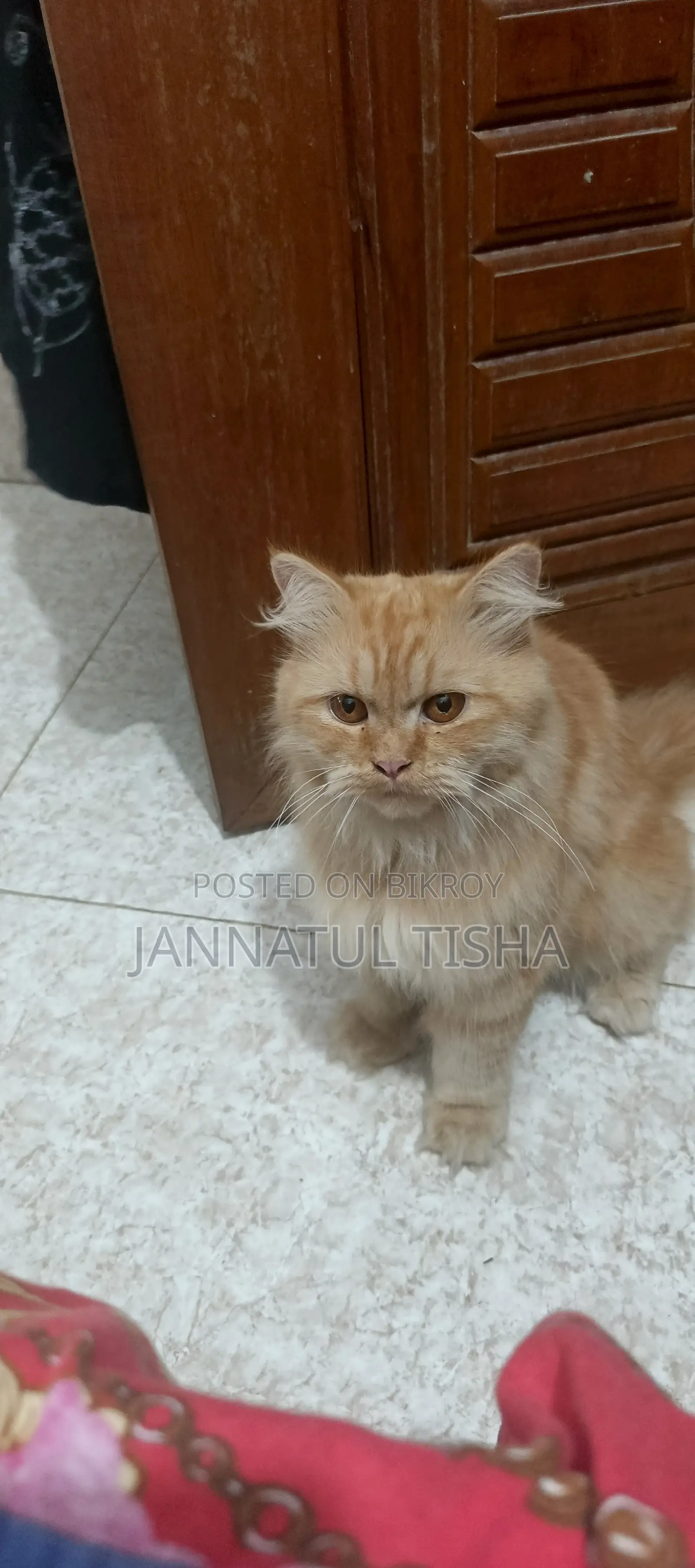 6-12 Months Male Purebred Persian