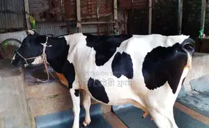 ১৪৮৬নং গাভী গরু ভালো জাতের ।