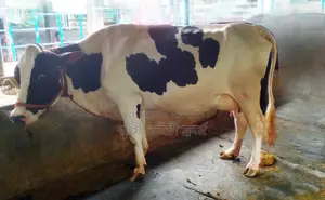 Improved breed dairy cow number 1487 for sale.