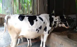 ১৪৮৮ নং গাভী বিক্রয় হবে ।